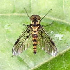 Chrysopilus