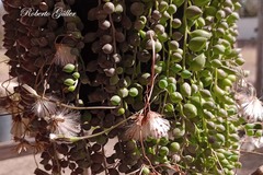 Curio rowleyanus