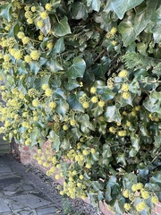 Hedera helix
