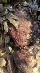 Corallina officinalis