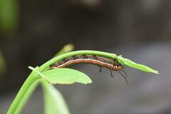 Euploea core