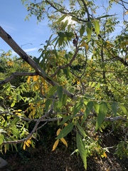 Juglans