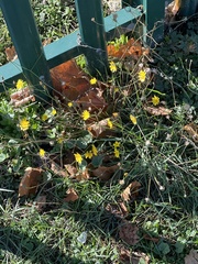 Scorzoneroides autumnalis