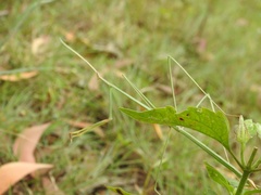 Schizocephala bicornis