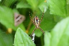 Argiope anasuja