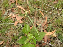 Schizocephala bicornis
