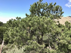 Pinus edulis