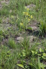 Senecio oxyriifolius