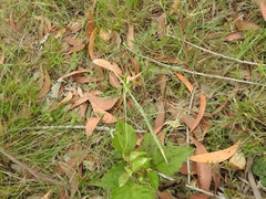 Schizocephala bicornis