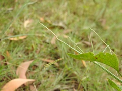 Schizocephala bicornis