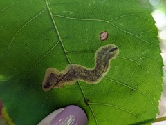 Cameraria caryaefoliella