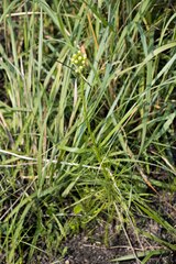 Senecio rhyncholaenus