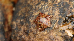 Asterinidae