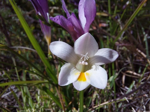 Freesia leichtlinii