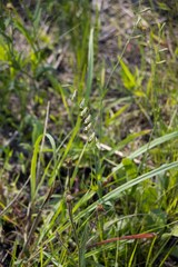 Silene burchellii
