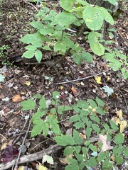 Actaea