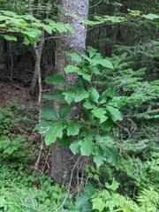 Quercus rubra
