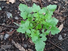 Brassicaceae
