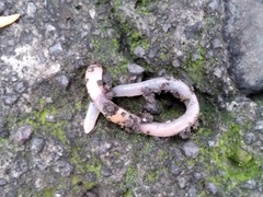 Lumbricus terrestris