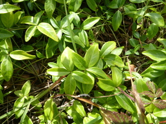 Vinca minor