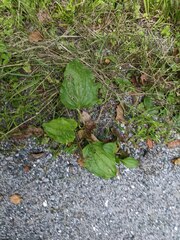 Plantago major