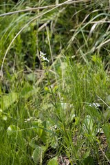 Stachys nigricans