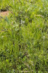 Stachys nigricans