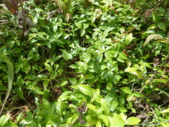Vinca minor