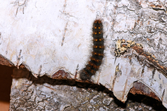 Acronicta auricoma