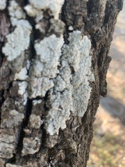 Myelochroa aurulenta