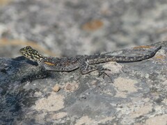 Agama planiceps