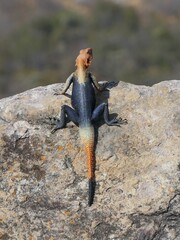 Agama planiceps