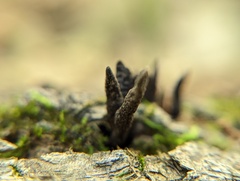 Xylaria longiana