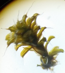 Syntrichia