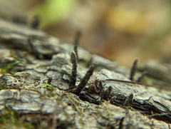 Xylaria longiana