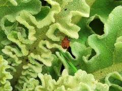 Peribalus strictus strictus