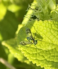 Condylostylus patibulatus