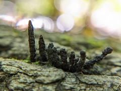 Xylaria longiana