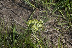 Xysmalobium involucratum