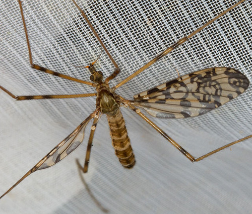 Epiphragma ocellare nuotrauka