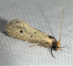 Tinea apicimaculella