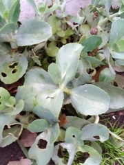 Kalanchoe marmorata