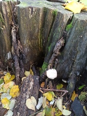 Clitocybe truncicola