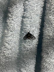 Psichotoe duvaucelii