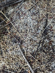 Selaginella cinerascens