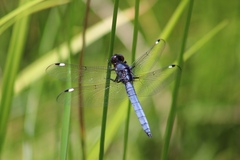 Libellula cyanea