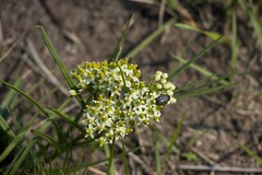 Xysmalobium involucratum