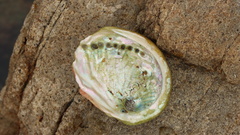 Haliotis midae