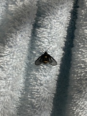 Psichotoe duvaucelii