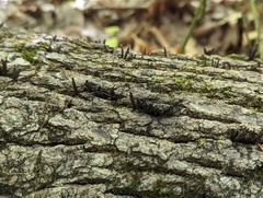 Xylaria longiana